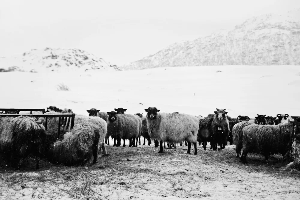 Best friends on Lofoten - Fineart photography by Victoria Knobloch