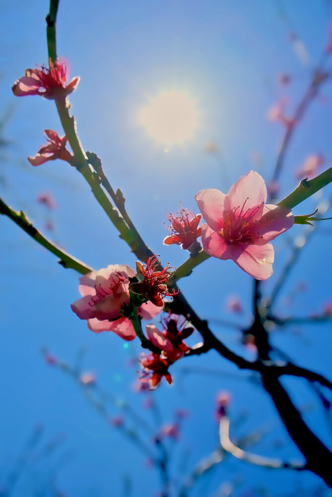 Kirschblüten - fotokunst von Doris Berlenbach-Schulz