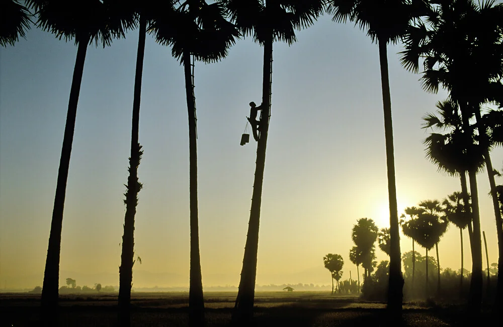 Harvesting palm juice - Fineart photography by Martin Seeliger