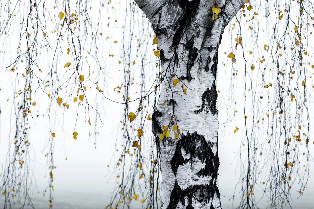 Birch Tree 1 - Fineart photography by Mareike Böhmer