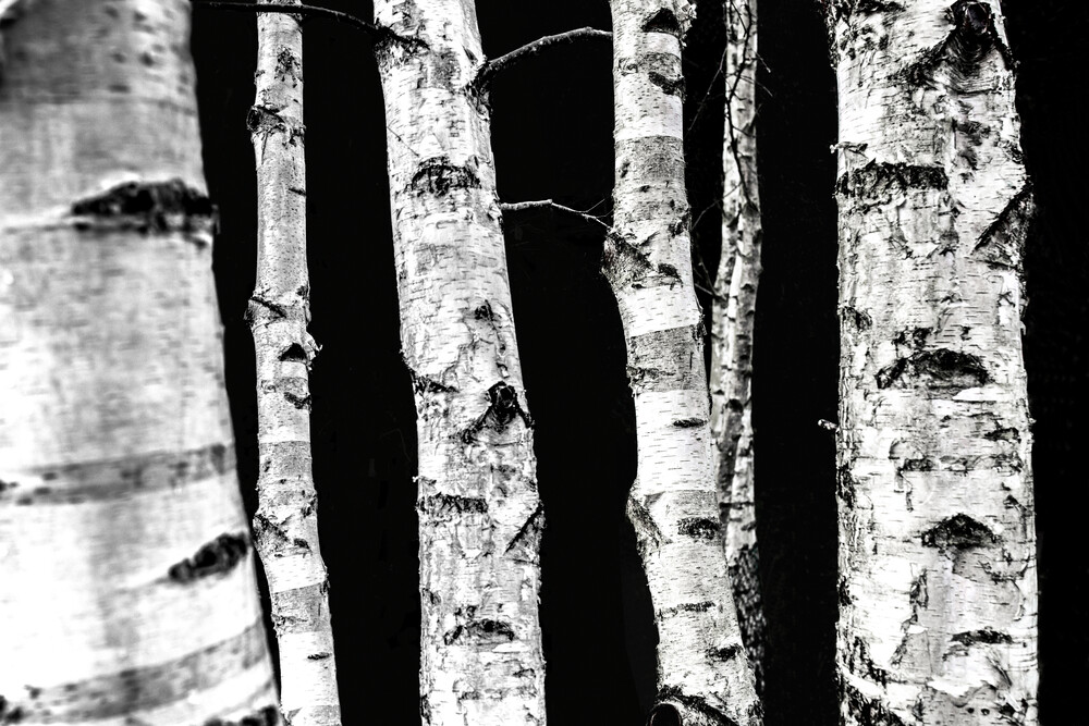 Birch Trees - Fineart photography by Mareike Böhmer