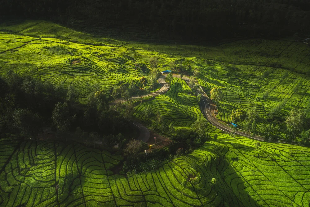 Indonesien Bandung Tee Plantage - fotokunst von Jean Claude Castor