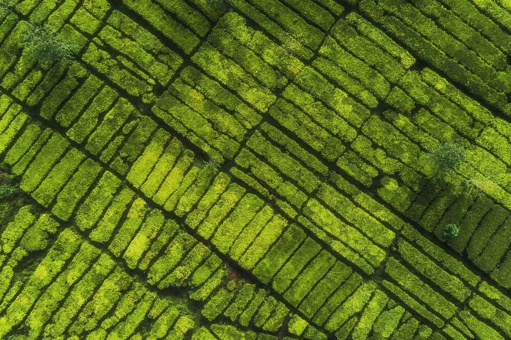 Tea Plantation from Above - Fineart photography by Jean Claude Castor