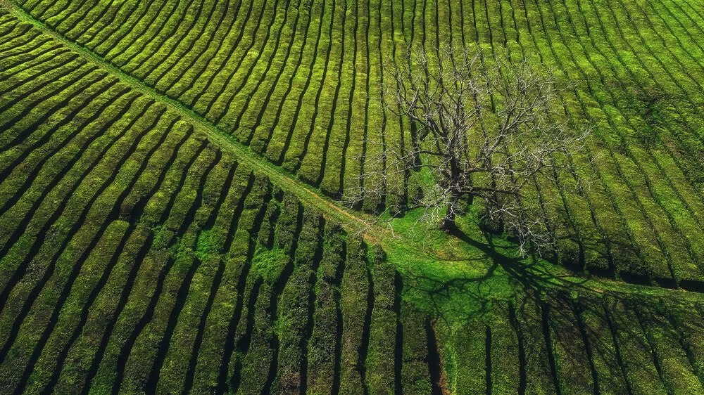 Azores Teaplantation on Sao Miguel - Fineart photography by Jean Claude Castor