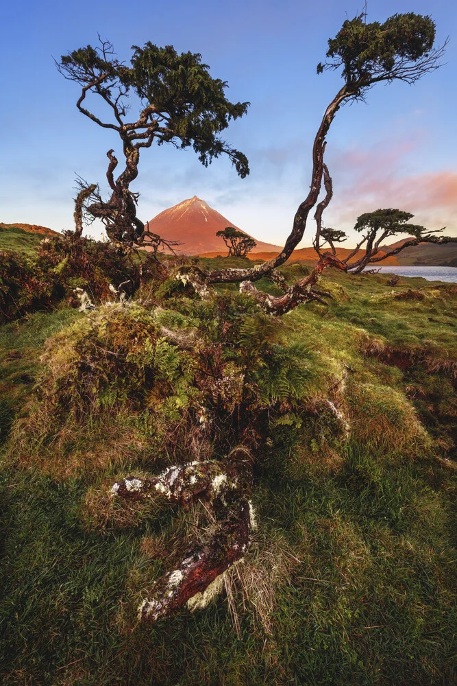 Bäume am Pico - fotokunst von Jean Claude Castor