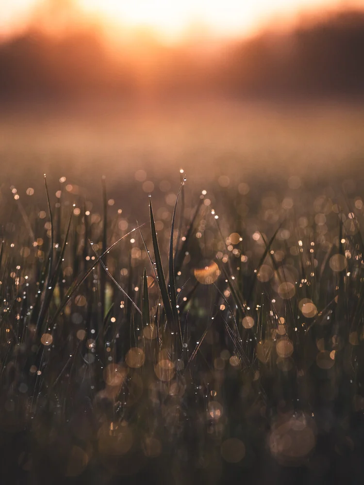 Morning Dew - fotokunst von Gergo Kazsimer