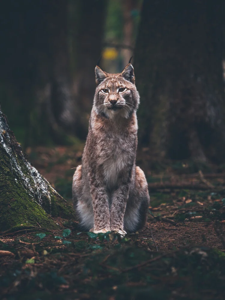 Posing Lynx - Fineart photography by Gergo Kazsimer