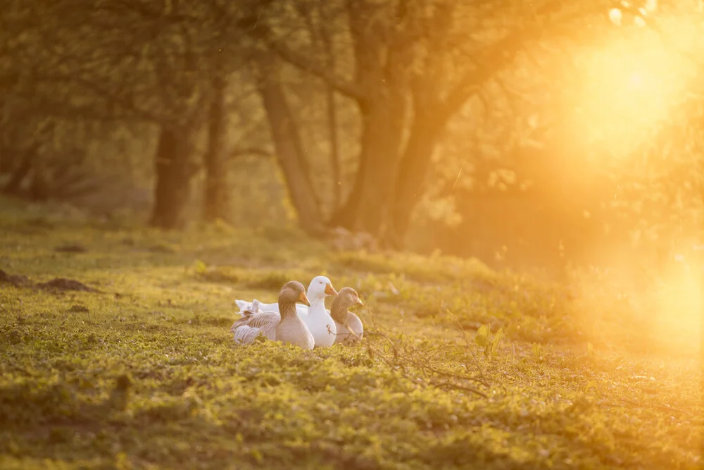 Geese enjoy the evening sun - Fineart photography by Nadja Jacke