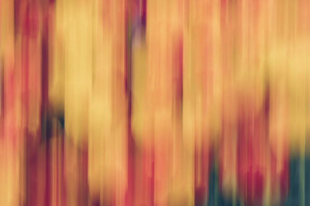 blurred tulip bed - Fineart photography by Nadja Jacke