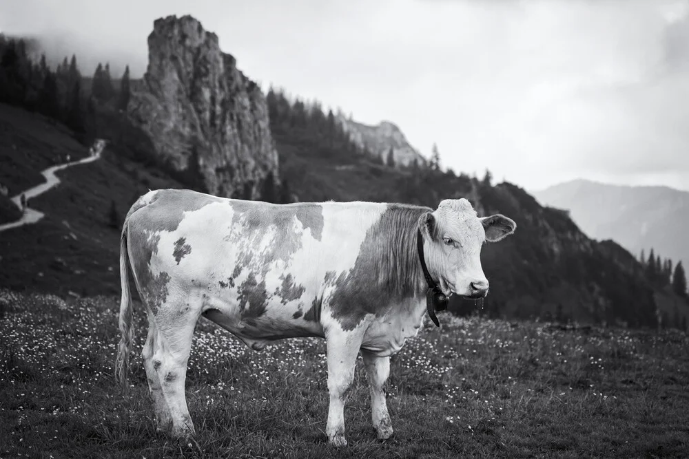 Kuh - fotokunst von Roswitha Schleicher-Schwarz