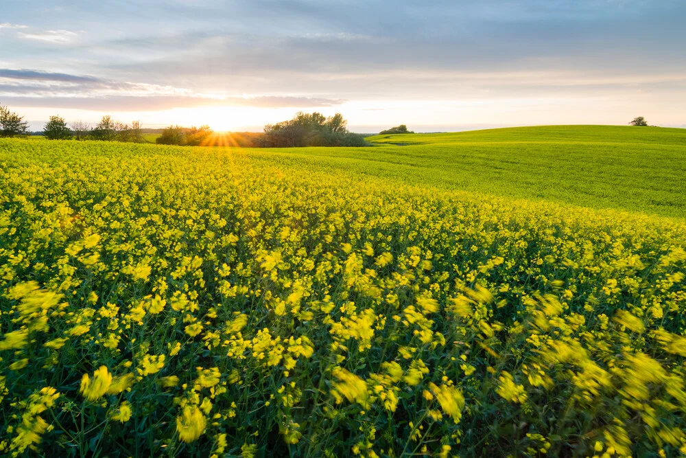 Sommerwind im Rapsfeld - fotokunst von Martin Wasilewski