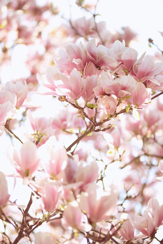 Magnolia - Fineart photography by Sabrina Ziegenhorn