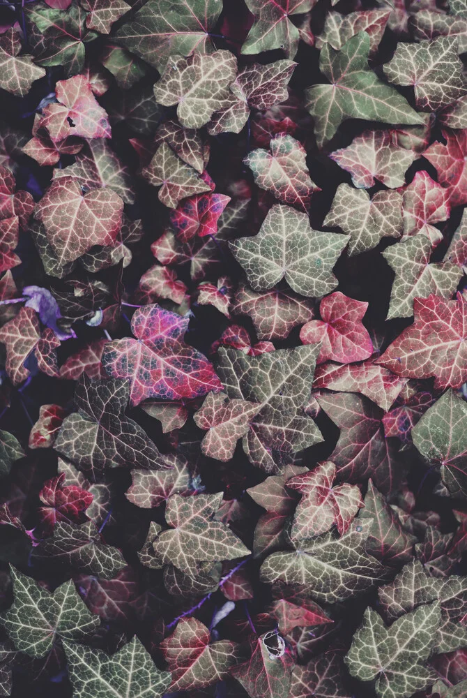 pink ivy - Fineart photography by Sabrina Ziegenhorn