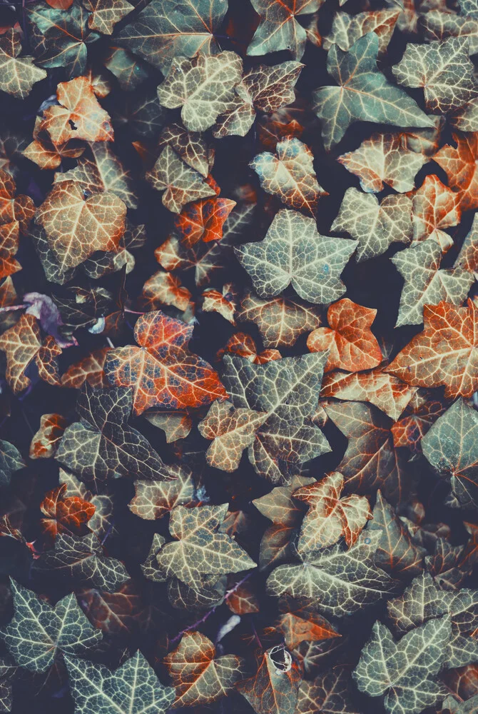 beautiful ivy - Fineart photography by Sabrina Ziegenhorn