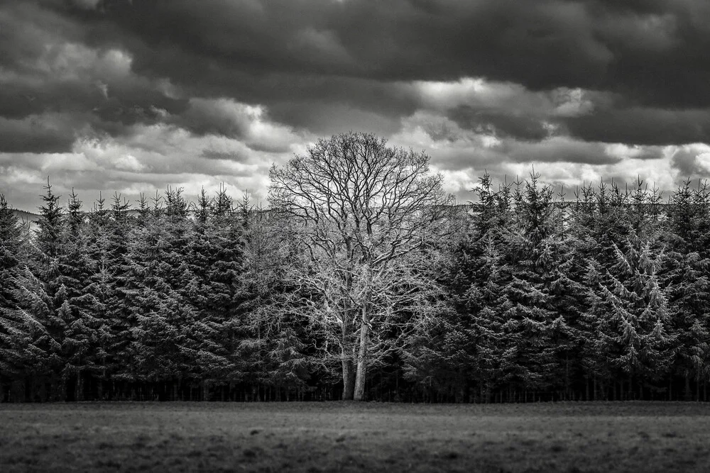 Vive le vélo: Mother tree - fotokunst von Brian Decrop