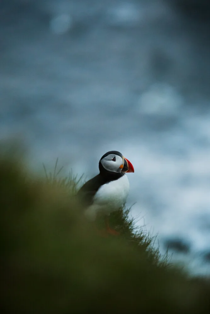 Papageientaucher in Island - fotokunst von Marina Weishaupt