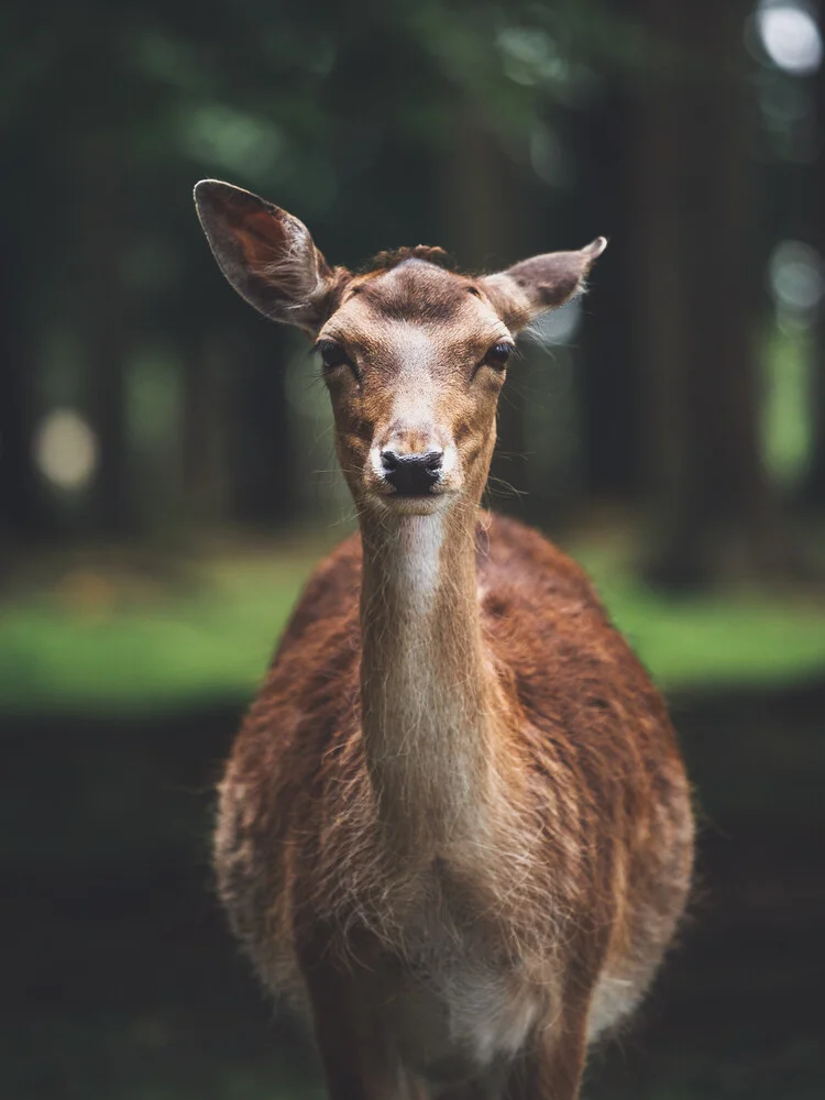 Deer Portrait - fotokunst von Gergo Kazsimer