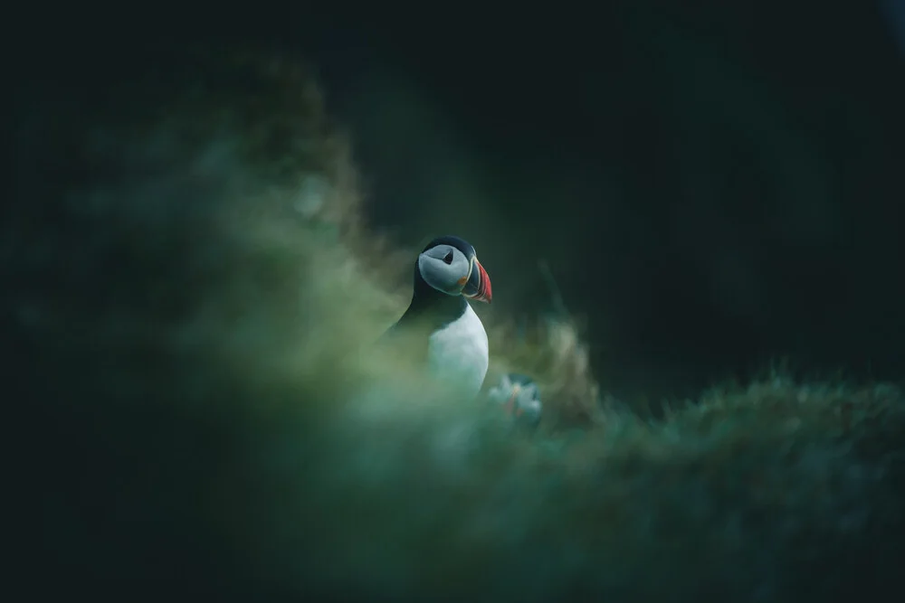 Puffy The Puffin - fotokunst von Quentin Strohmeier