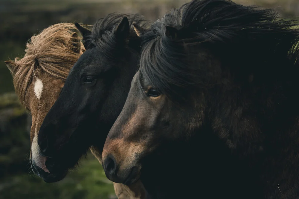 Die Drei Wilden - fotokunst von Quentin Strohmeier