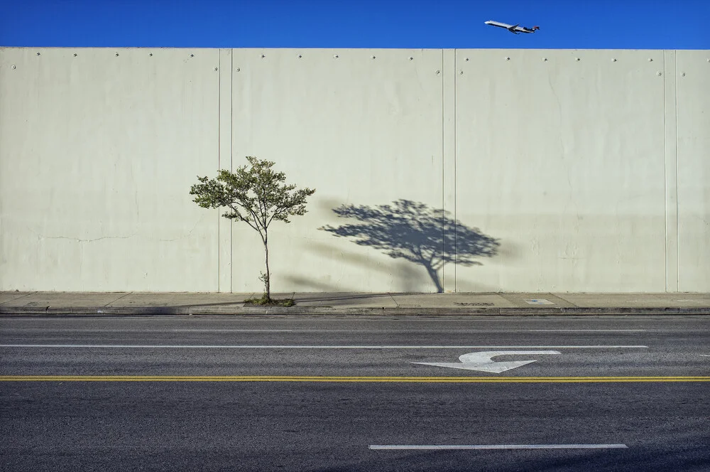 Tree, Shadow, and Plane - Fineart photography by Jeff Seltzer