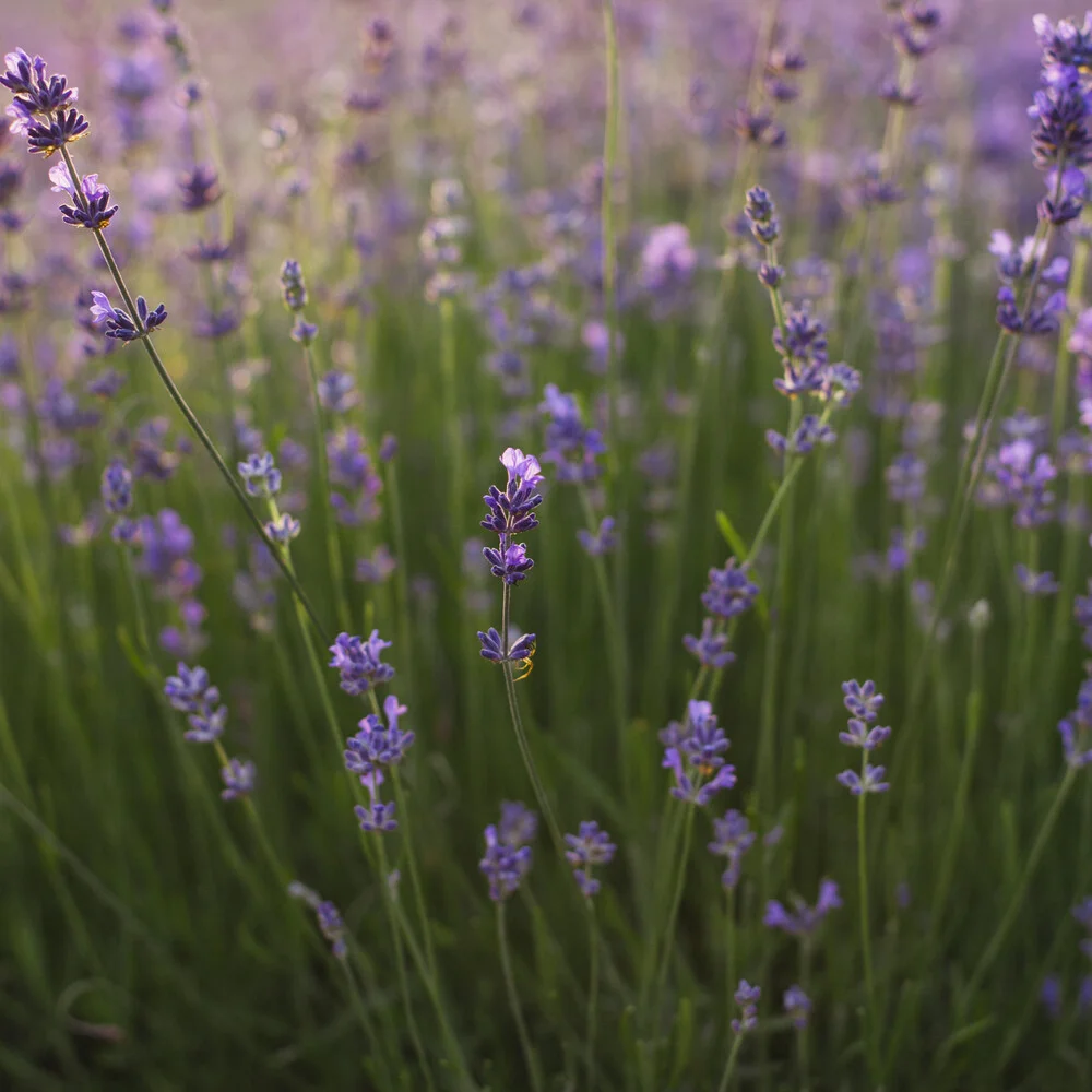Lavender flowers in the sunlight - Fineart photography by Nadja Jacke