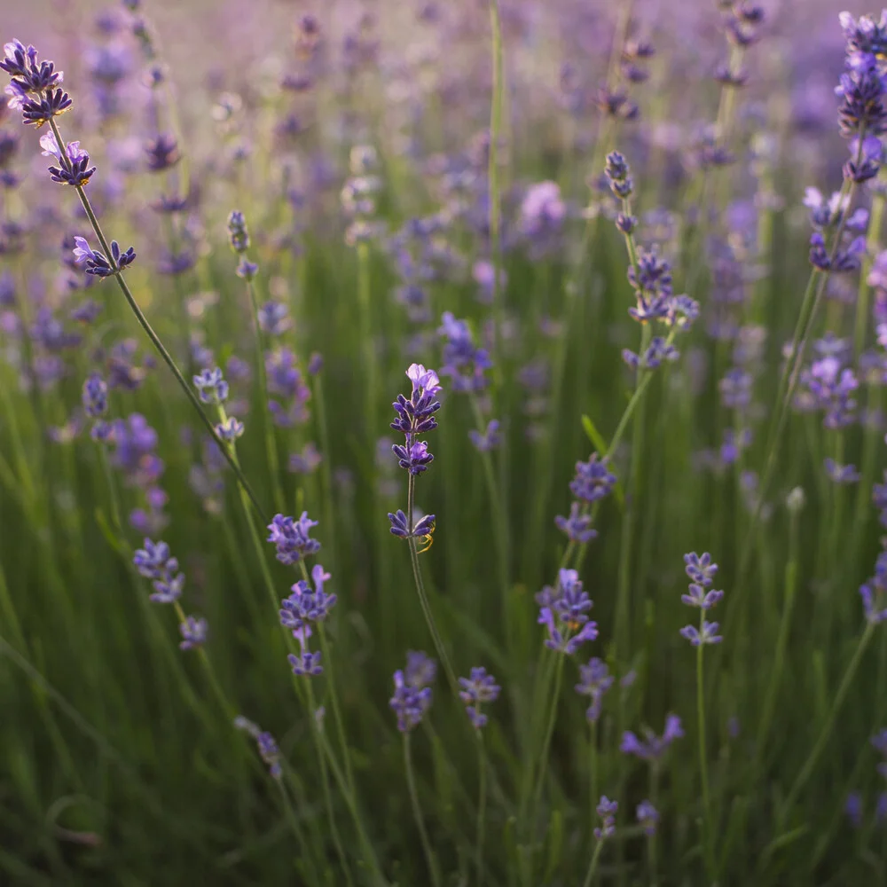 Lavendel im Sonnenlicht - fotokunst von Nadja Jacke