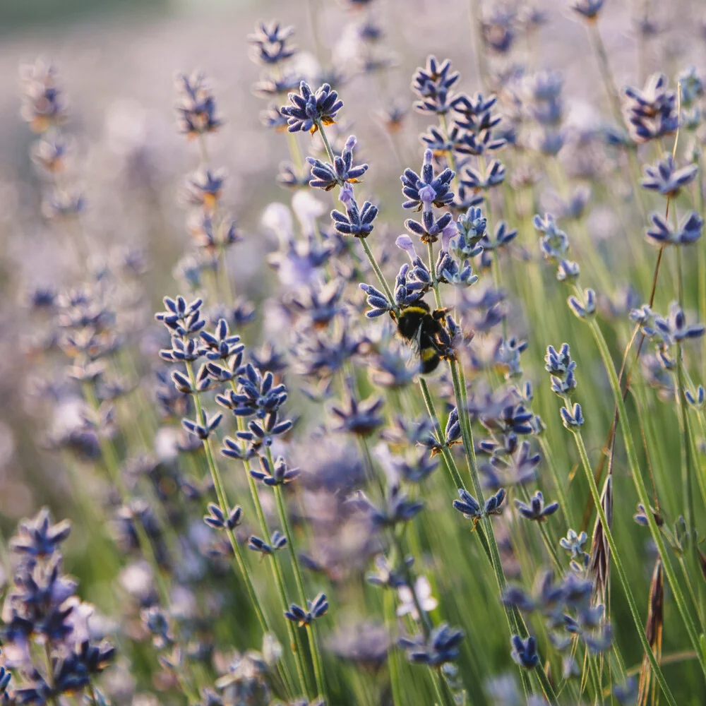 Blossoming lavender with bumblebee - Fineart photography by Nadja Jacke