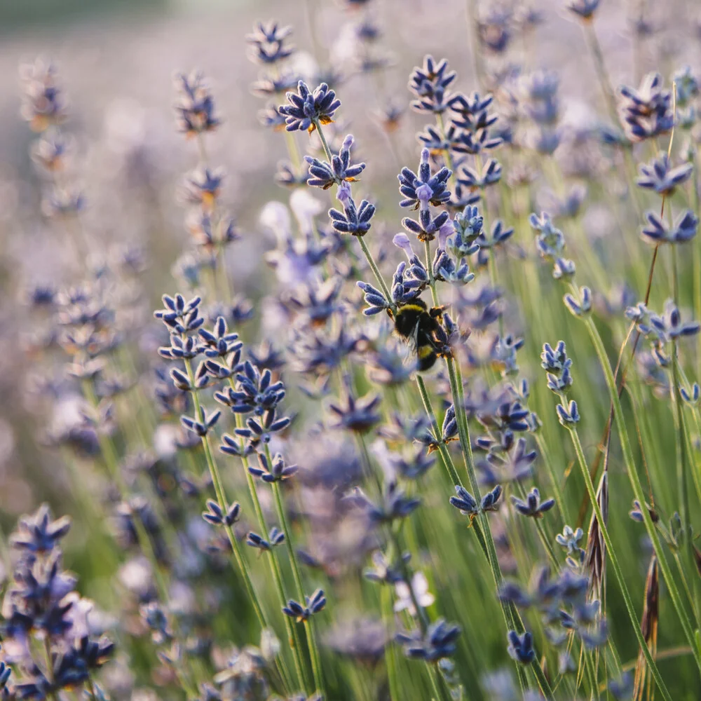 Blühender Lavendel mit Hummel - fotokunst von Nadja Jacke