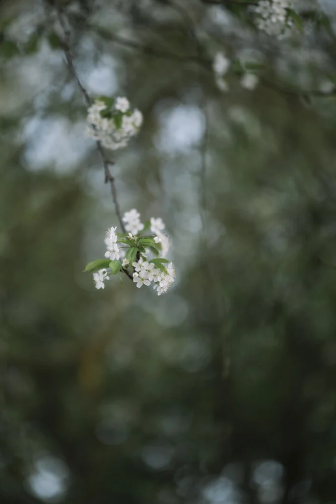 blooming rocks in spring cherry - Fineart photography by Nadja Jacke