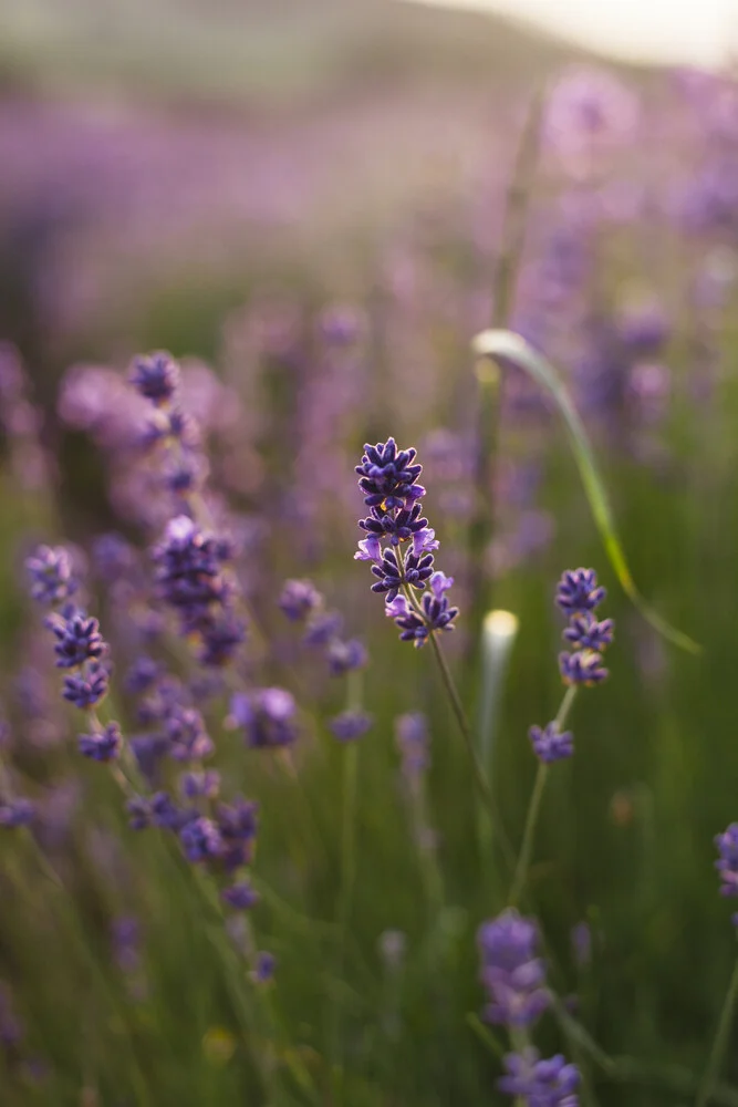 Blossoming lavender in the summer sun - Fineart photography by Nadja Jacke