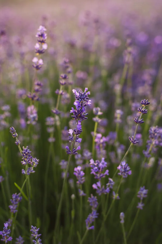 Blühender Lavendel in der Sommersonne - fotokunst von Nadja Jacke