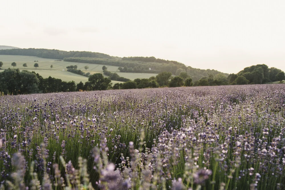Blossoming lavender field in East Westphalia - Fineart photography by Nadja Jacke