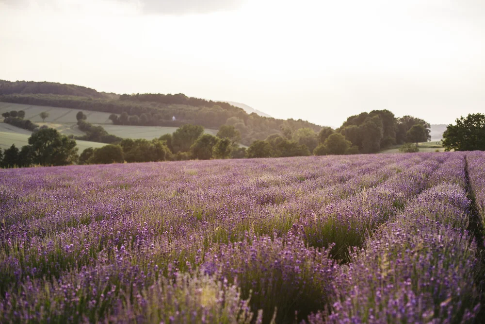 blooming lavender field in East Westphalia - Fineart photography by Nadja Jacke