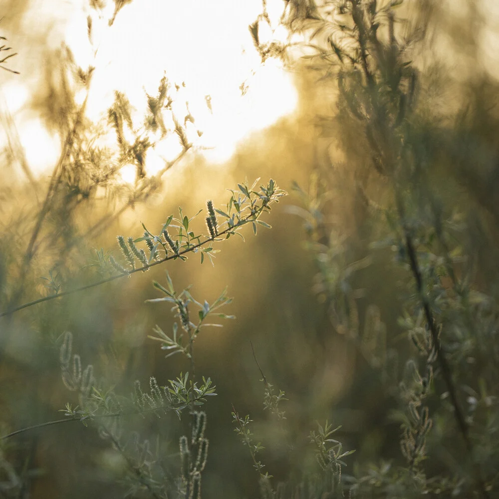 flowering willow in the spring sun - Fineart photography by Nadja Jacke