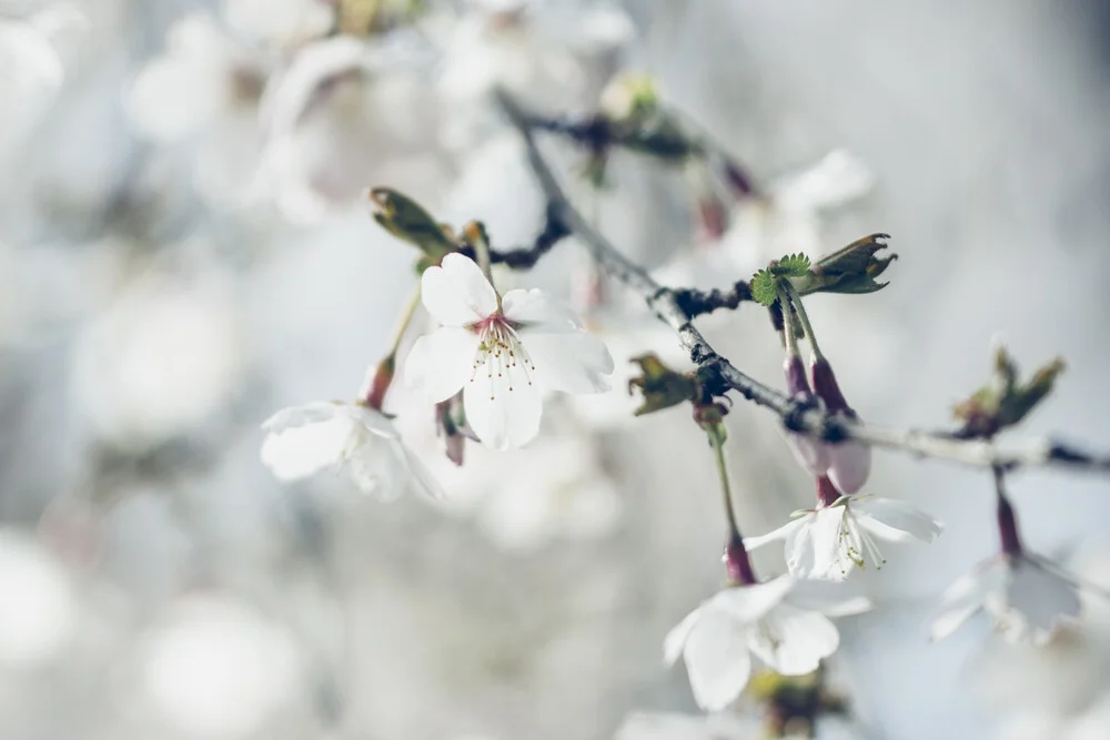 weiße Kirschblüten am Zweig - fotokunst von Nadja Jacke