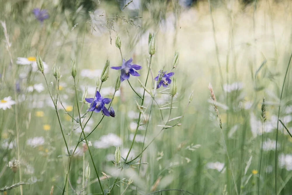 Purple Columbines in summer flower meadow - Fineart photography by Nadja Jacke