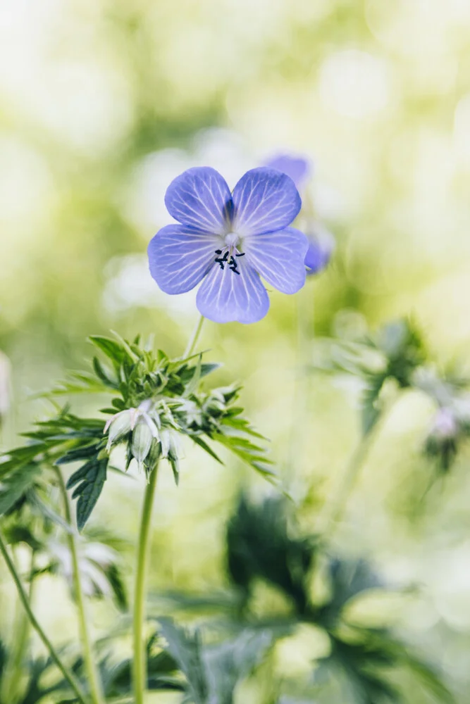 Cranesbill Geranium in the summer sun - Fineart photography by Nadja Jacke