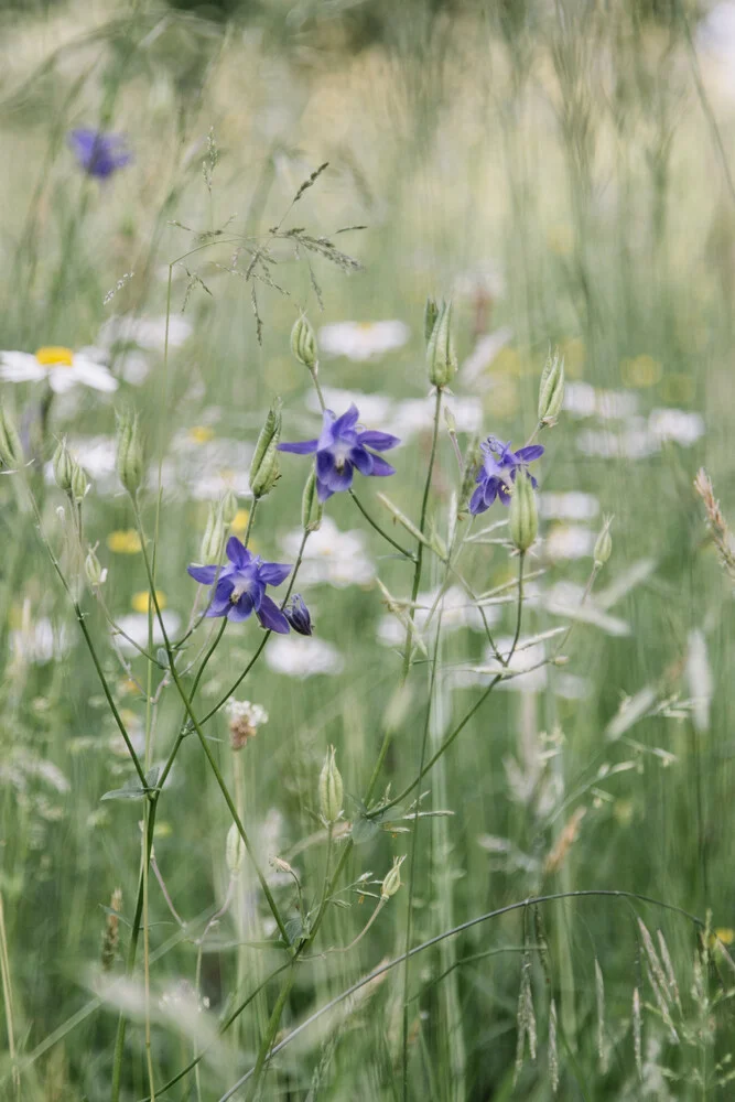 Purple Columbines in summer flower meadow - Fineart photography by Nadja Jacke
