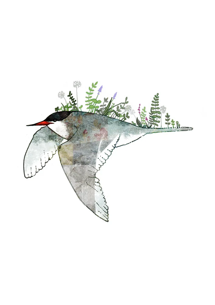 Arctic Tern - fotokunst von Katherine Blower