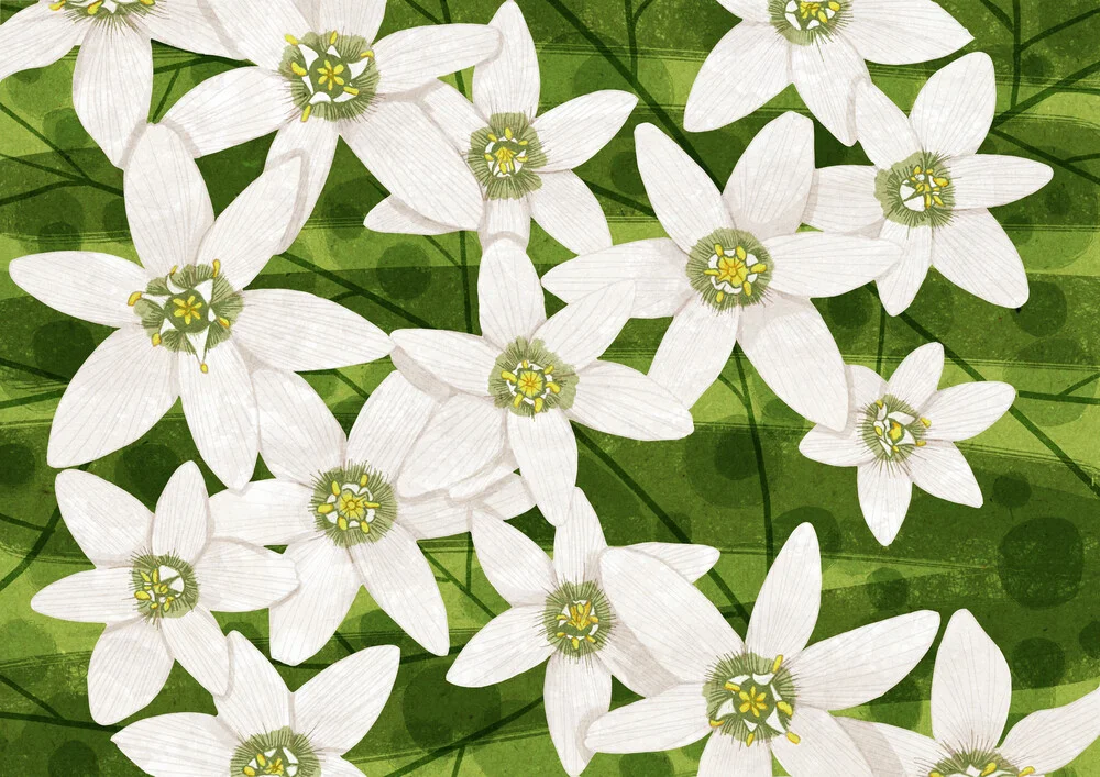 Jasmine Flowers - fotokunst von Katherine Blower