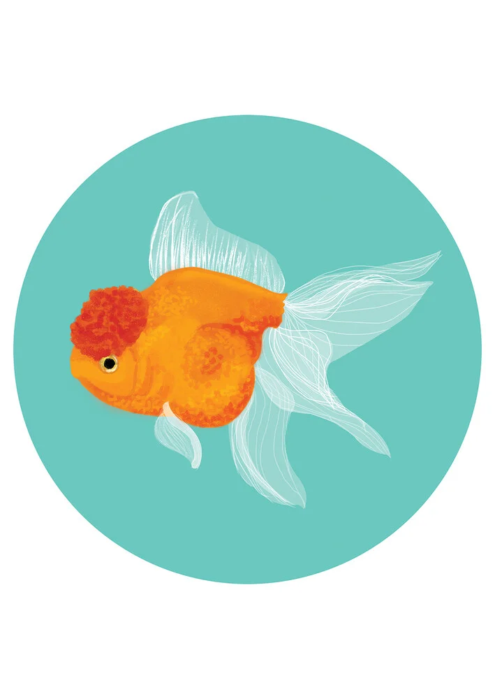 Fancy Goldfish - fotokunst von Katherine Blower