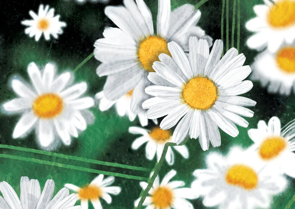 daisies - fotokunst von Katherine Blower