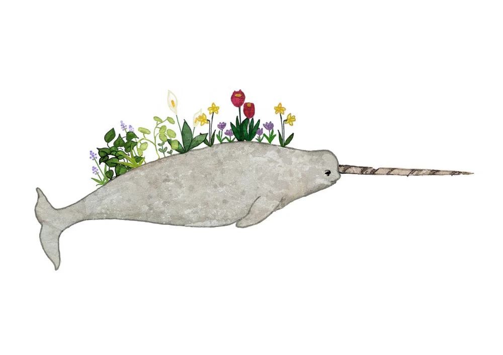 narwhal - fotokunst von Katherine Blower