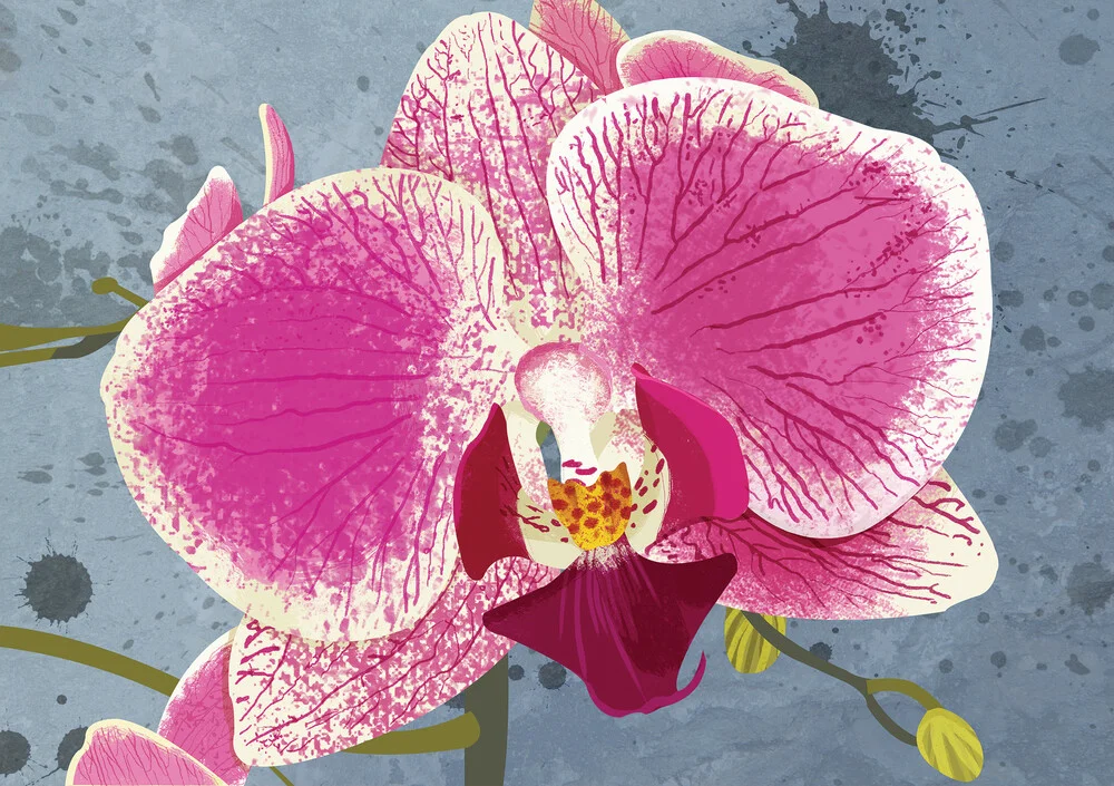 Orchid - fotokunst von Katherine Blower