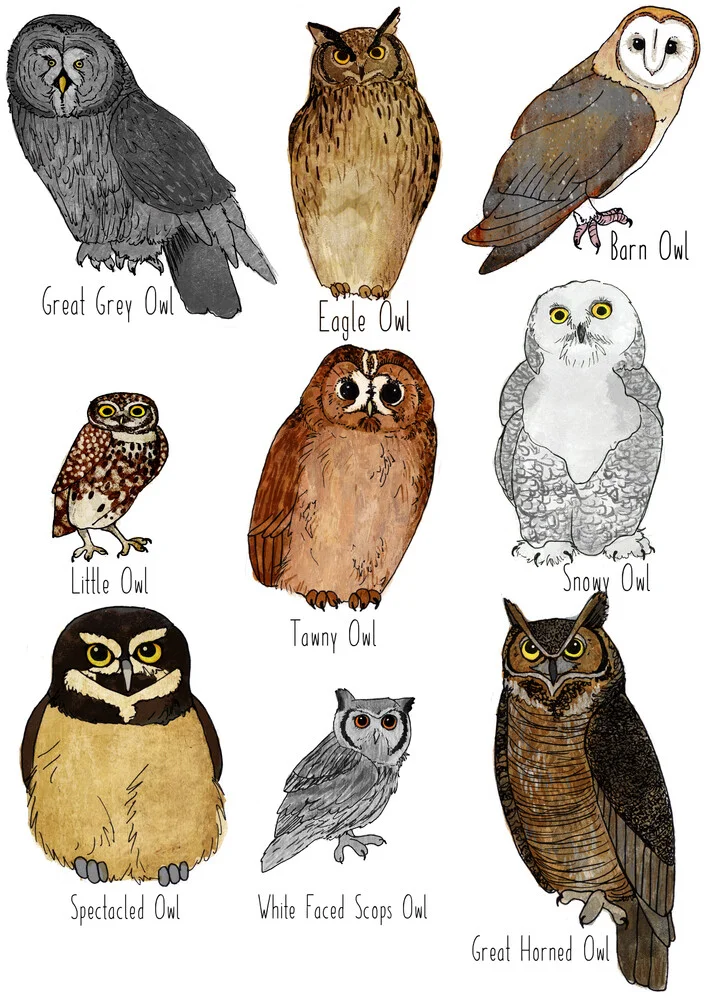 Types of Owls - fotokunst von Katherine Blower