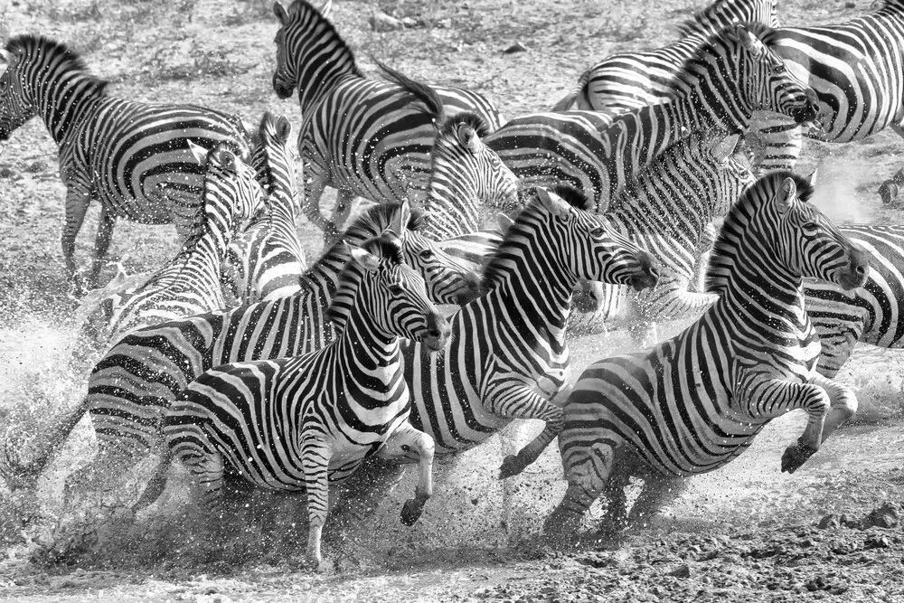 Flight at the waterhole - Fineart photography by Angelika Stern