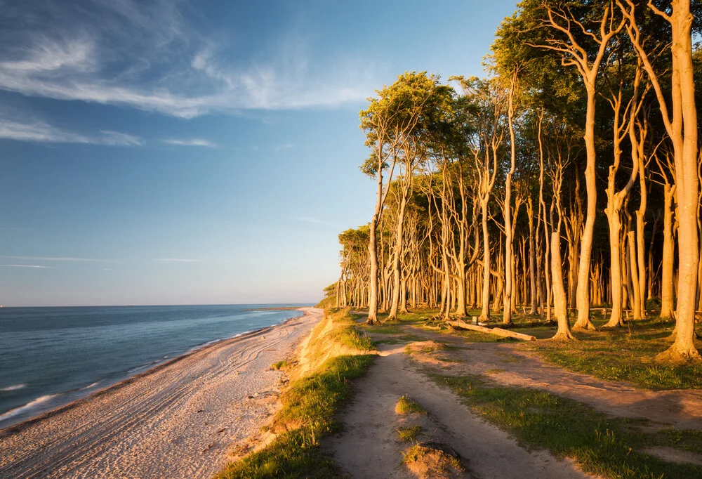 Coastal Forest I - Fineart photography by Heiko Gerlicher