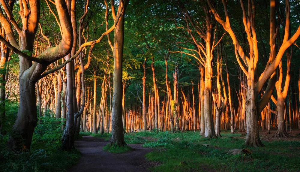 Küstenwald II - fotokunst von Heiko Gerlicher