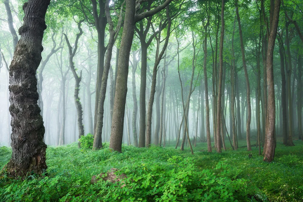 Küstenwald V - fotokunst von Heiko Gerlicher