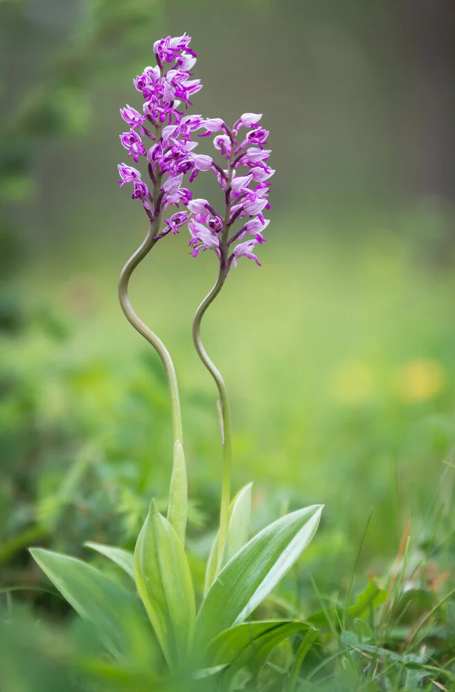 Military Orchid - Fineart photography by Heiko Gerlicher